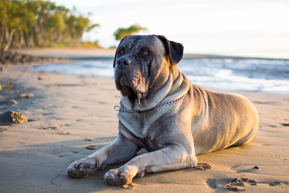 Bullmastiff