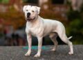 Discover Your Perfect Bully Breed Companion