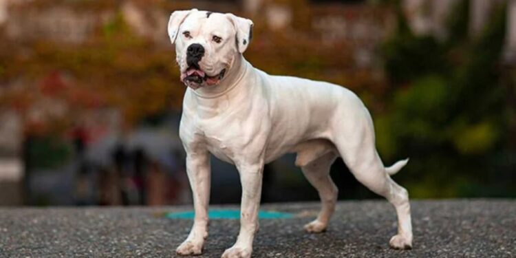 Discover Your Perfect Bully Breed Companion